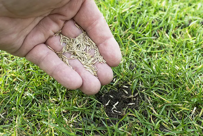 How often should you fertilize your lawn in Edmond, OK